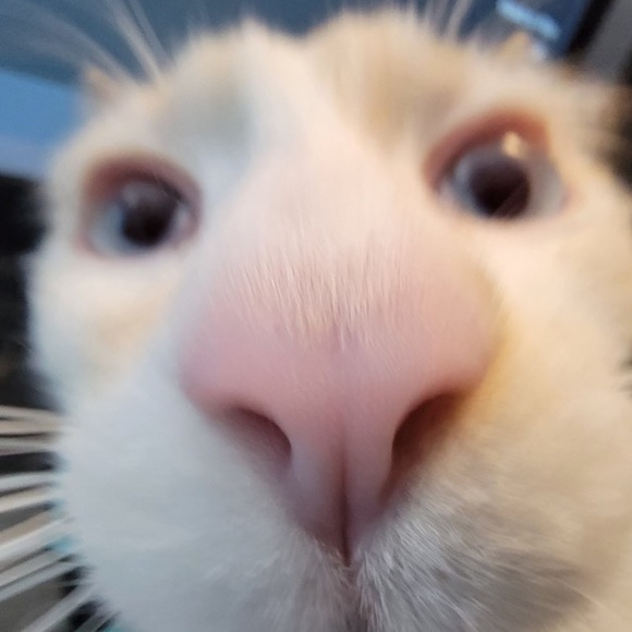 kayleeibarra